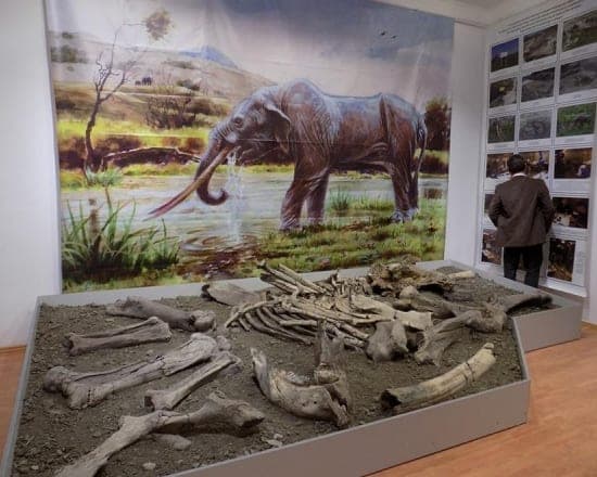 The Mastodon Museum